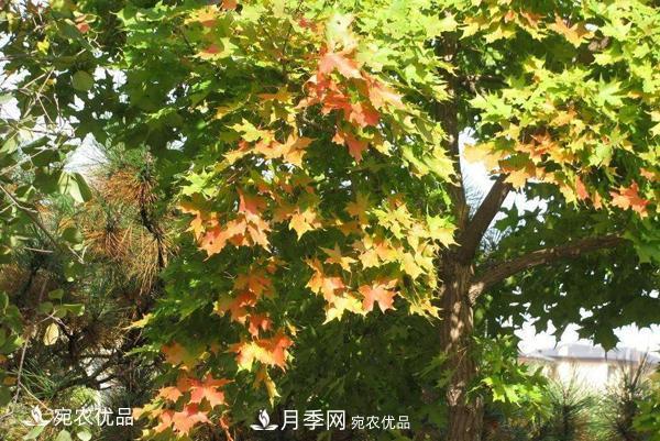 河南綠化苗木五角楓可以嫁接什么樹？五角楓嫁接技術(shù)和時間(圖1)