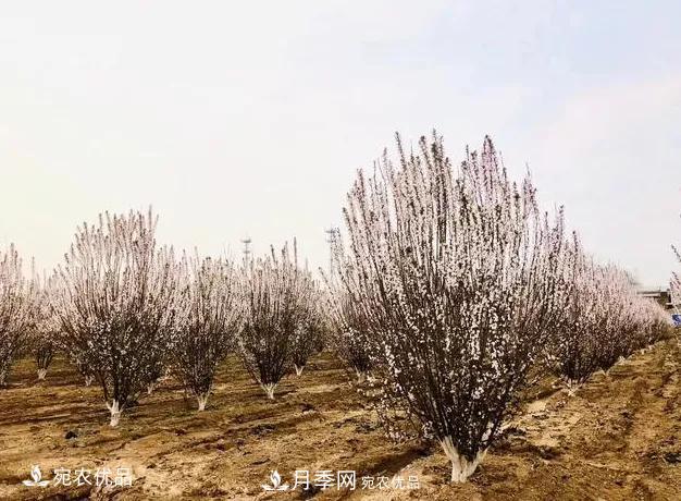 苗木價(jià)格變化大，主要有這三個(gè)因素(圖3)