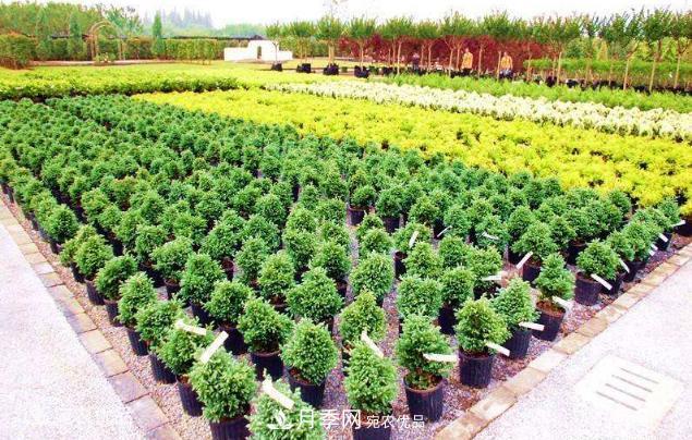 北方園林需求旺盛，分享大規(guī)格容器苗木培育技術(shù)以及管理方法(圖4)