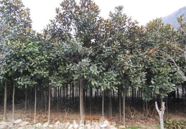 南陽哪家基地紅玉蘭紫玉蘭價格便宜？(圖3)