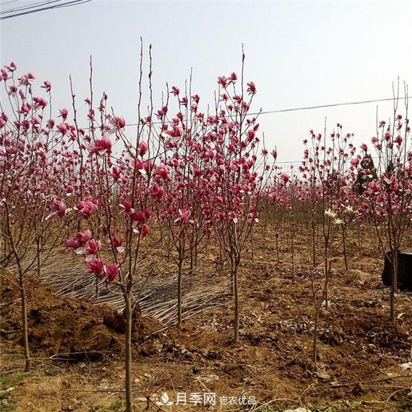 南陽哪家基地紅玉蘭紫玉蘭價格便宜？(圖2)