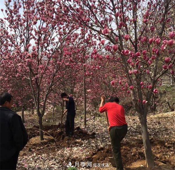 南陽哪家基地紅玉蘭紫玉蘭價格便宜？(圖1)