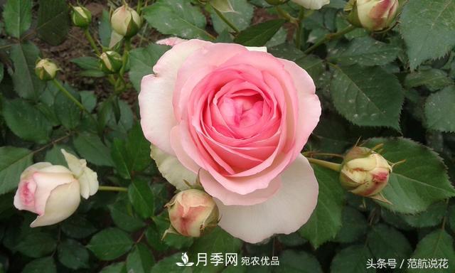 月季知識知多少？這可能是世上***全的月季百科知識！(圖2)