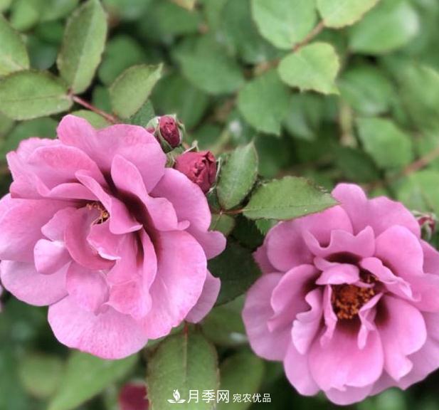 8款巴比倫眼睛月季，花型獨特還有好聞的香味(圖4)