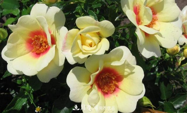 8款巴比倫眼睛月季，花型獨特還有好聞的香味(圖9)