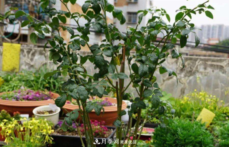 夏天月季花小又不香，5種情況看一看，您家屬于哪一種？(圖3)