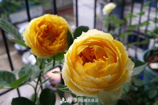金絲雀月季葉黃長斑掉葉咋辦？(圖1)