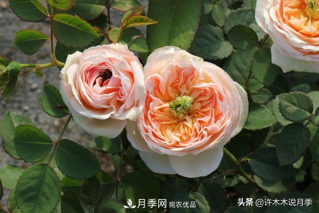 25款純正中國(guó)月季，不比外國(guó)差，今有國(guó)月更比歐月俏(圖23)