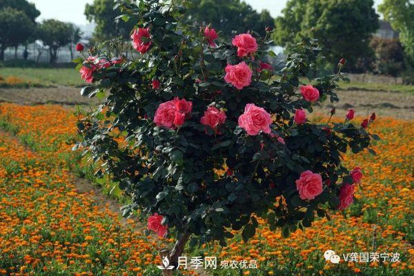 浙江寧波綠化“月季樹”千花盛放、爭奇斗艷甬城(圖16)