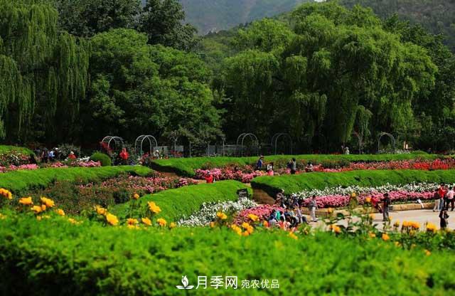 北京植物園樹狀月季花盛開，觀賞效果超級(jí)贊！(圖3)
