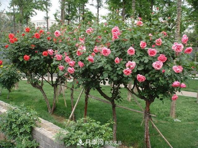 誰為城市園林綠化增添色彩，美麗的月季樹(圖3)