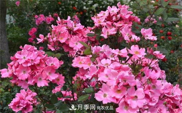 地被月季～城鄉(xiāng)綠化、園林美化的優(yōu)秀選擇（附：品種說明及圖片）(圖3)