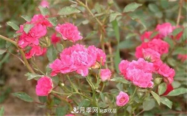 地被月季～城鄉(xiāng)綠化、園林美化的優(yōu)秀選擇（附：品種說明及圖片）(圖12)