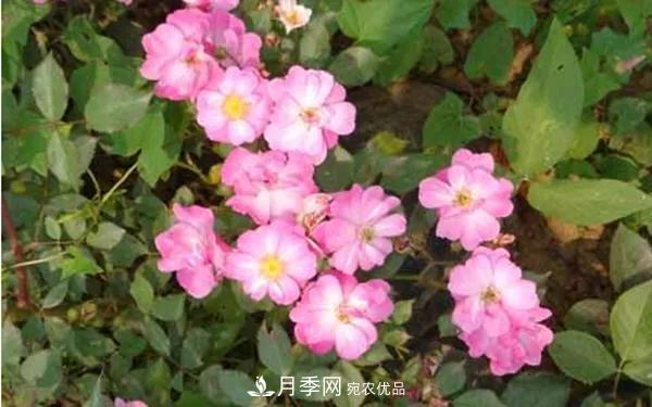 地被月季～城鄉(xiāng)綠化、園林美化的優(yōu)秀選擇（附：品種說明及圖片）(圖13)