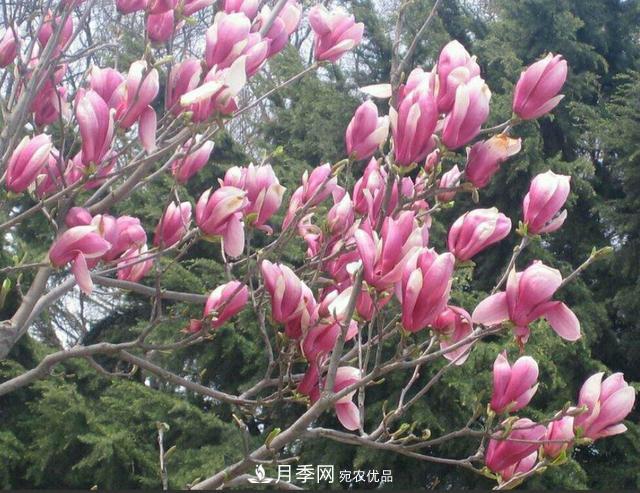 南陽玉蘭樹苗什么季節(jié)移栽好？詳細(xì)講解(圖2)