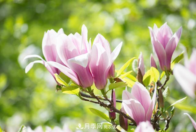 玉蘭不好養(yǎng)？避免這4個問題，植株生長旺盛，枝繁葉茂開花多(圖3)