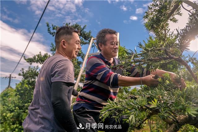 一樹一景，湖南長沙花木造型師的“雙搶”季(圖1)