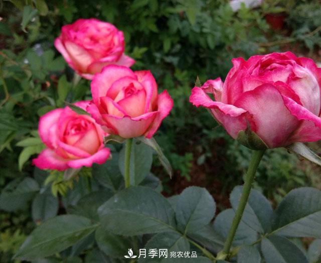 盆栽月季難養(yǎng)？掌握這3點(diǎn)，盆栽比地栽月季還好養(yǎng)！(圖3)