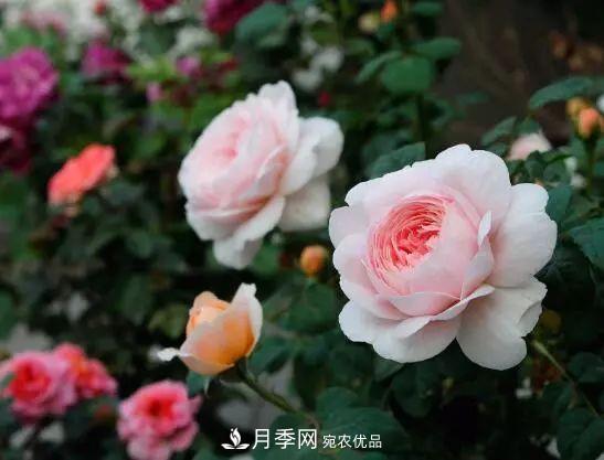 什么樹可以嫁接月季花？月季嫁接有什么好處？(圖1)