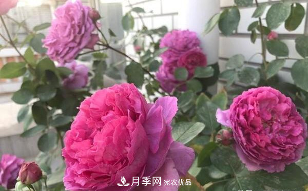 大花月季有多少個(gè)品種？大花月季品種大全！(圖2)
