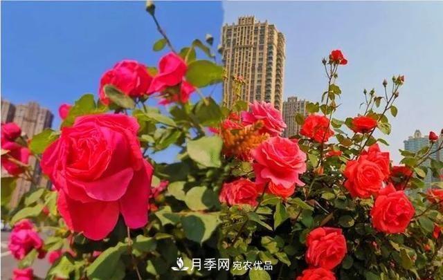 山東濟(jì)南歷城區(qū)唐冶西路的樹狀月季花?！懊廊缙G”(圖1)