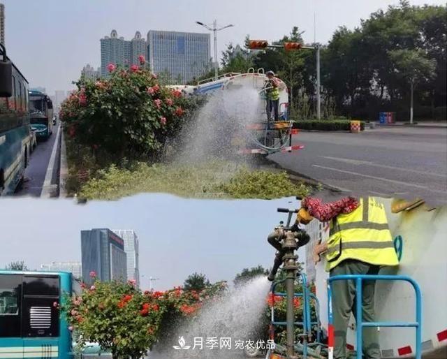 山東濟(jì)南歷城區(qū)唐冶西路的樹狀月季花海“美如艷”(圖3)