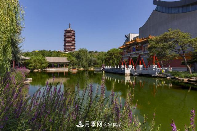 今夏到北京豐臺(tái)，看亭臺(tái)樓閣，賞各色月季(圖3)