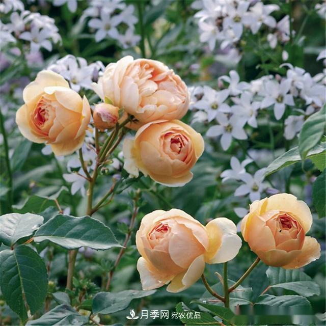 夏天月季為什么往往開得不太好？原因都在這里(圖3)
