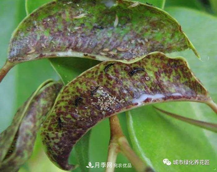 月季基礎(chǔ)知識(shí)：月季肥害，月季藥害，月季薊馬危害的基本特征(圖6)