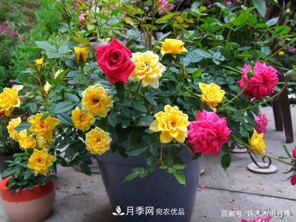 光照只有2~3小時能養(yǎng)月季嗎？這些訣竅教你在半陰處也能養(yǎng)好月季(圖6)