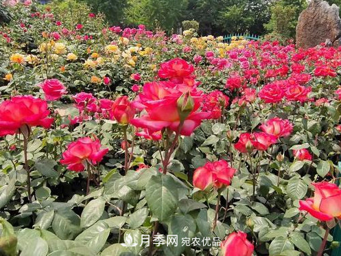 40萬(wàn)株月季繁花似錦，鄭州月季公園邀你來(lái)(圖3)