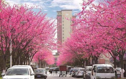 園林綠化常用觀花喬木，花開五彩、絢麗奪目，每種都很有特色(圖8)