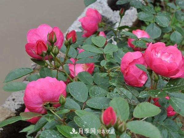 2021年6款超級(jí)受歡迎的藤本月季品種，美爆了(圖5)
