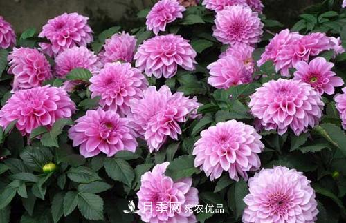 陽臺再小，也要養(yǎng)3種花，一年四季有花賞，輕松開成小花園(圖1)