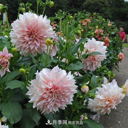 陽臺再小，也要養(yǎng)3種花，一年四季有花賞，輕松開成小花園(圖2)