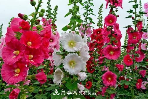陽臺再小，也要養(yǎng)3種花，一年四季有花賞，輕松開成小花園(圖4)