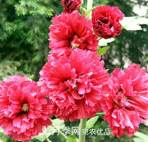 陽臺再小，也要養(yǎng)3種花，一年四季有花賞，輕松開成小花園(圖3)
