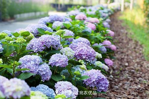陽臺再小，也要養(yǎng)3種花，一年四季有花賞，輕松開成小花園(圖6)