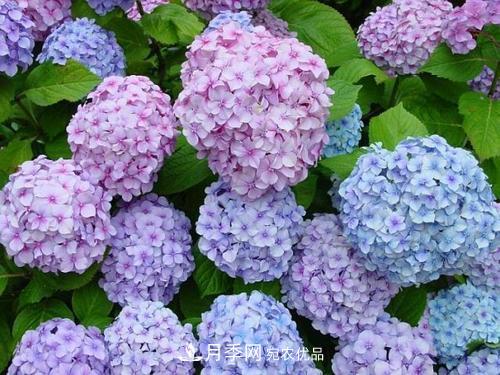 陽臺再小，也要養(yǎng)3種花，一年四季有花賞，輕松開成小花園(圖5)