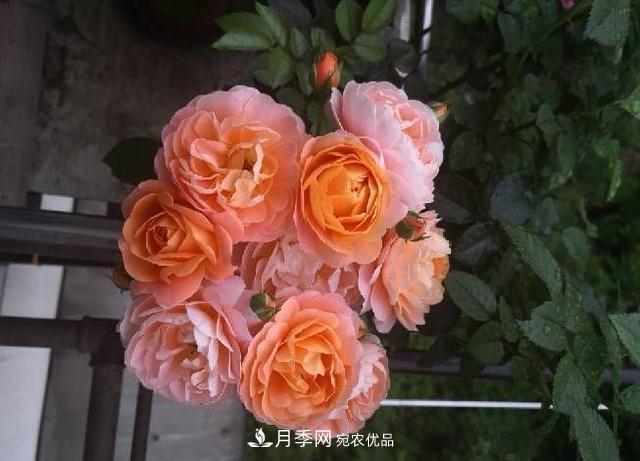 養(yǎng)月季就養(yǎng)一盆它，優(yōu)秀又勤花，好養(yǎng)不打藥，天天能看花(圖4)