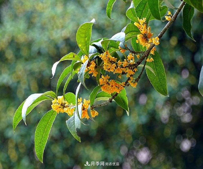 桂花香氣濃郁，但繁殖難？掌握四種方法，明年桂花開滿園(圖5)