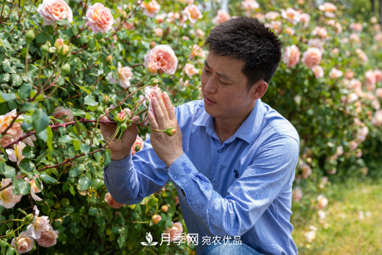 「直播預(yù)告」聽天狼細(xì)說(shuō)月季的現(xiàn)在與未來(lái)(圖6)