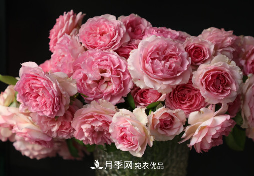 「直播預(yù)告」聽天狼細(xì)說(shuō)月季的現(xiàn)在與未來(lái)(圖7)