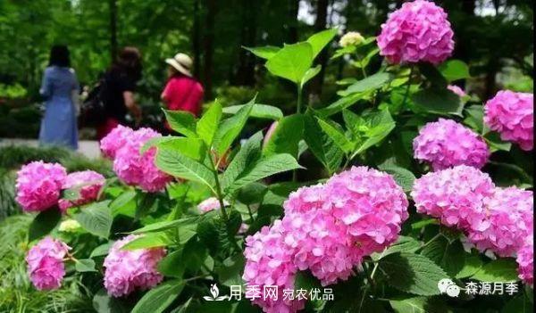 月季天冷后怎么養(yǎng)？月季花能開爆盆嗎？具體怎么養(yǎng)護(hù)呢？(圖2)