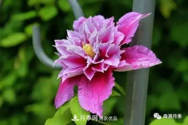 月季天冷后怎么養(yǎng)？月季花能開爆盆嗎？具體怎么養(yǎng)護(hù)呢？(圖3)