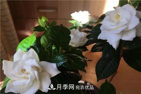 夏天亂澆水，月季多肉…澆一盆死一盆！(圖2)