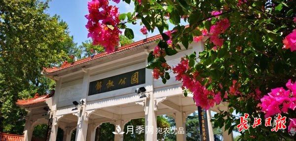 湖北武漢百萬株月季“理發(fā)”，國慶節(jié)前將綻放街頭(圖1)