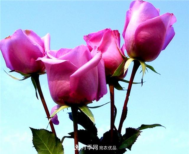 大花紫皇后月季，沉靜高貴成熟魅力，值得擁有(圖3)