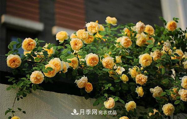 月季花幼苗怎樣栽培？月季苗種植方法(圖4)