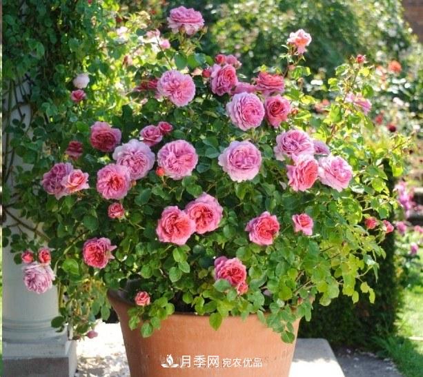 廣東種月季，首選這15種，一年花開10個月！(圖16)